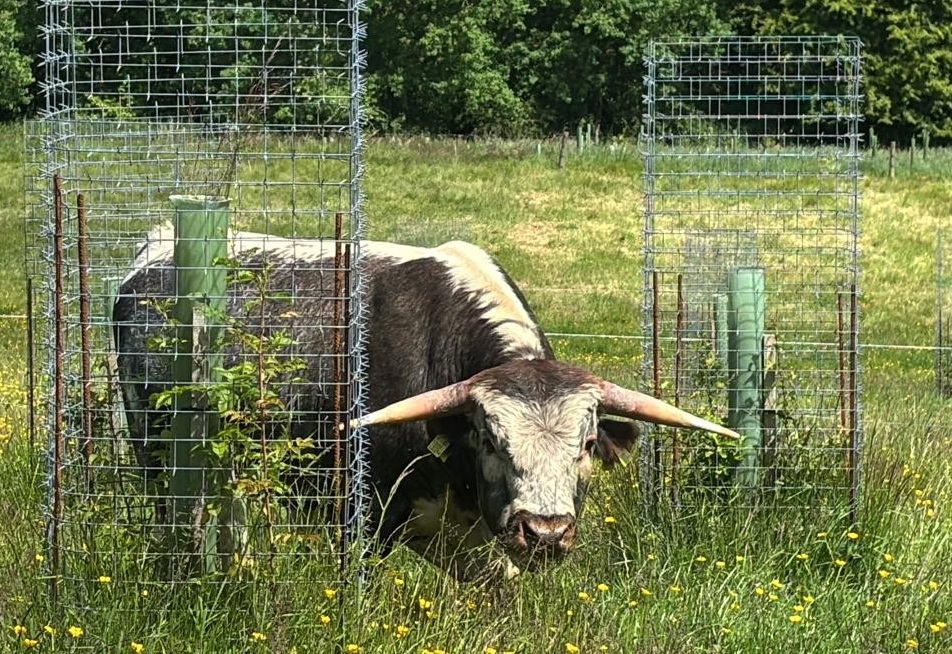Tree guard livestock, tree protector livestock - CACTUS tree guards ...