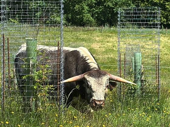 Best tree guard for use amongst grazing animals