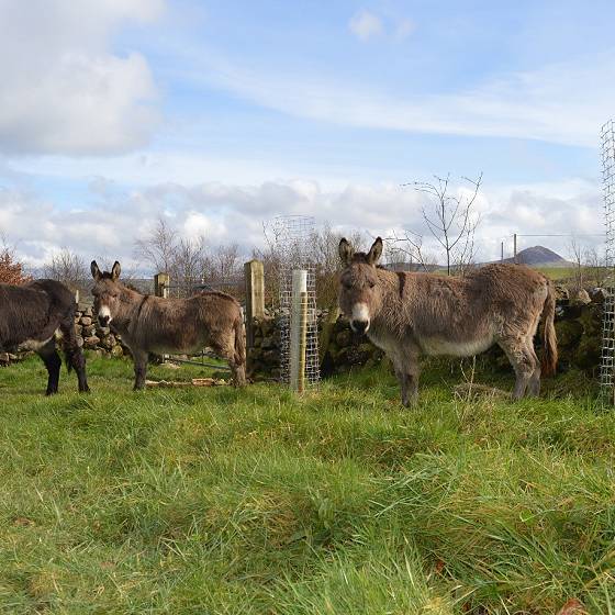 Cactus Tree Guards at our depot in Northern Ireland - with donkeys